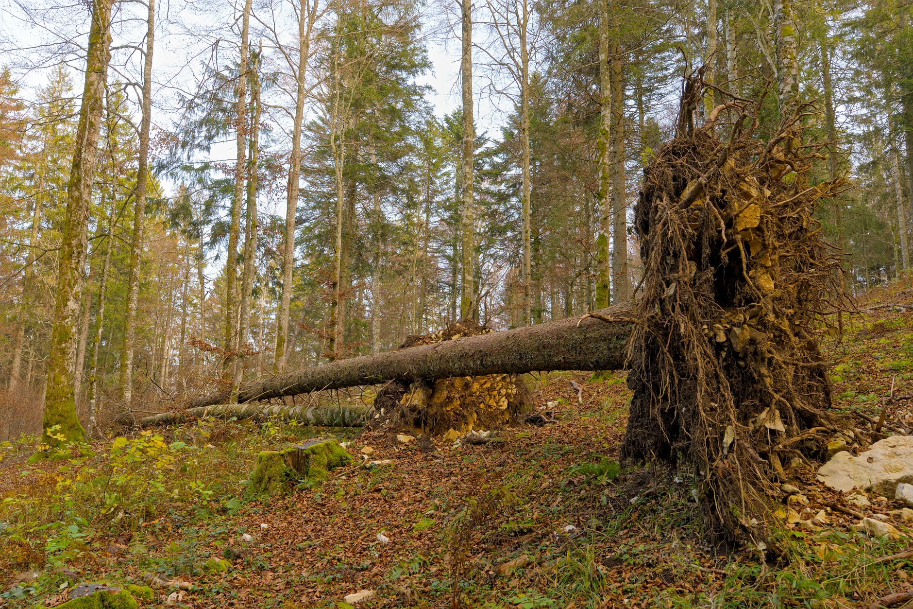 Enlèvement arbre urgence à Villeneuve-d'Ascq